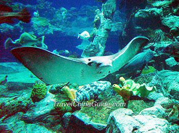 鲨鱼水族馆，香港海洋公园