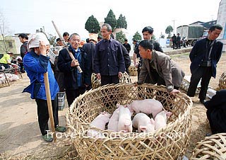 小猪在周日市场出售