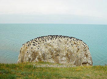 鸟岛，青海湖