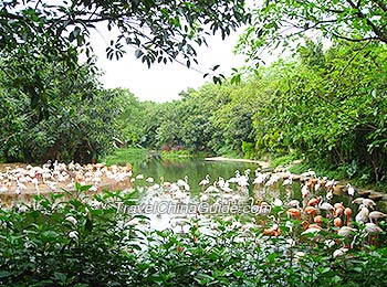 长隆香江野生动物园，广州