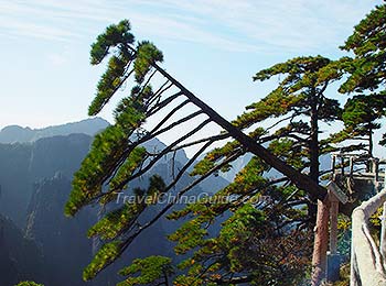 奇怪的松树在黄山