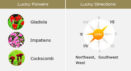 幸运花和公鸡的方向