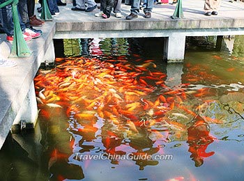 红鲤鱼池