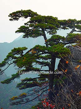 黄山松林