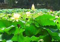 Lotus Festival