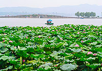 夏天的西湖