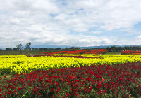 《花儿朵朵》